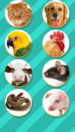 pettranslator宠物对话翻译