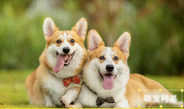 蜜蜂剪辑绿色版