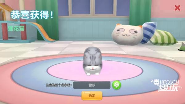 养了个猫怎么养宠物4